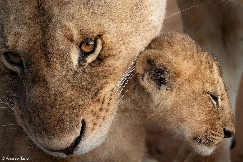 Photographer of the year 2026