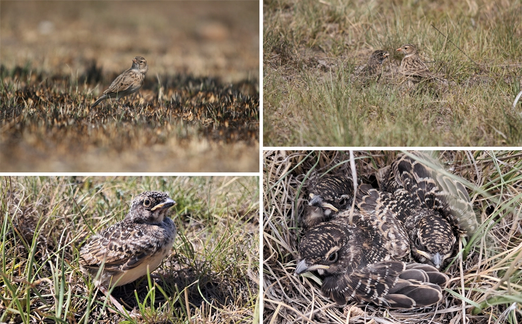 Your conservation impact