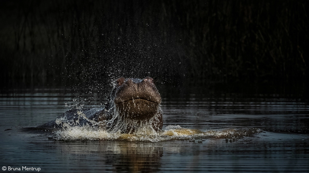 Africa Geographic safari