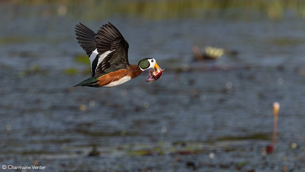 Photographer of the year 2026