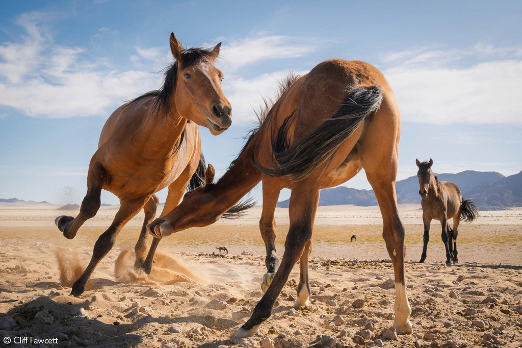 Photographer of the year 2026