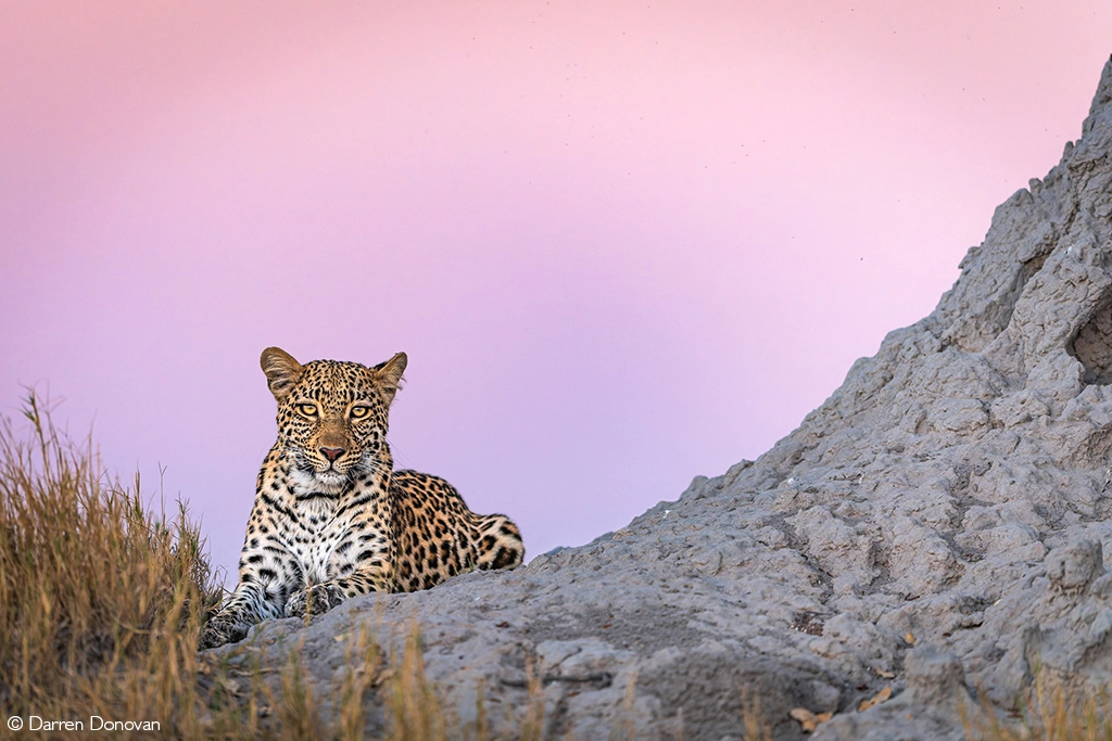 Photographer of the year 2026