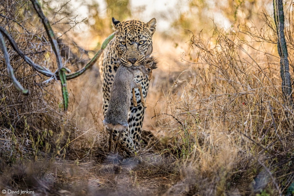 Photographer of the year 2026