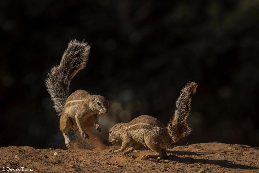 Africa Geographic safari