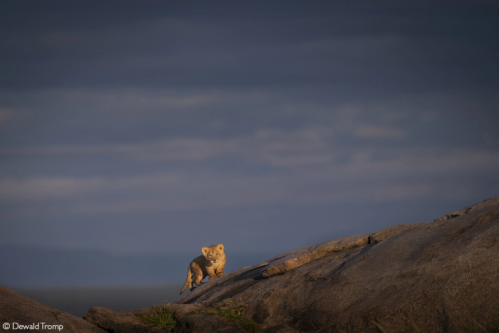 Africa Geographic safari