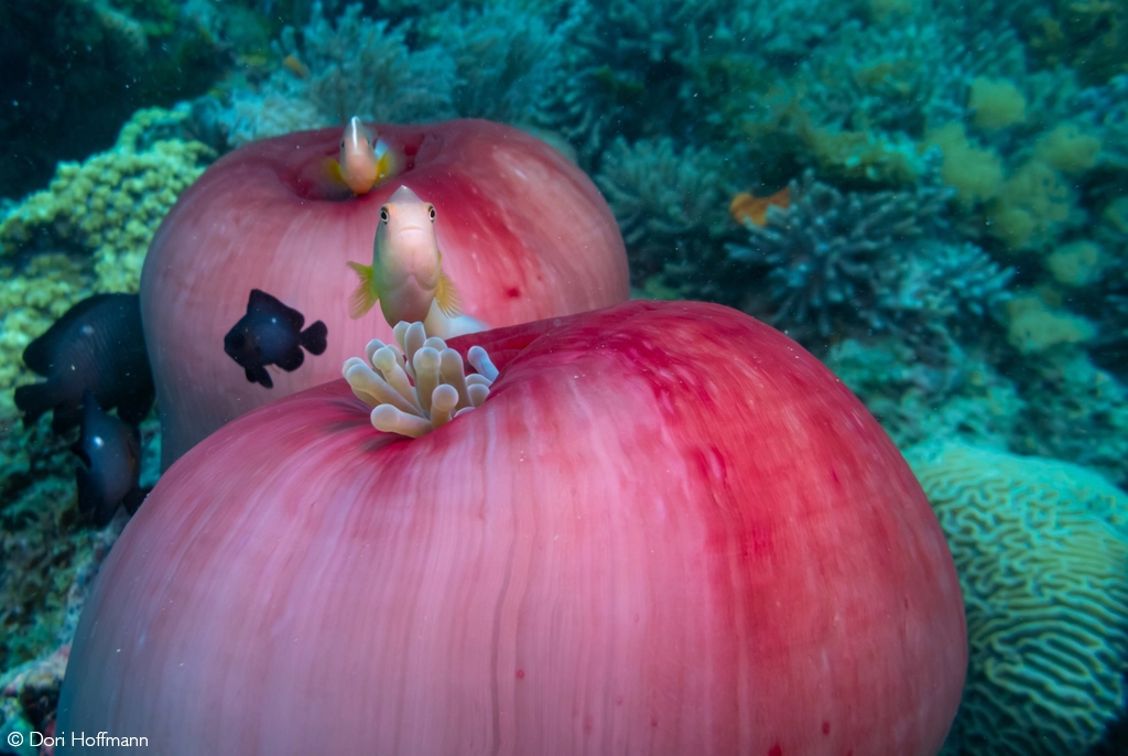 Africa Geographic safari