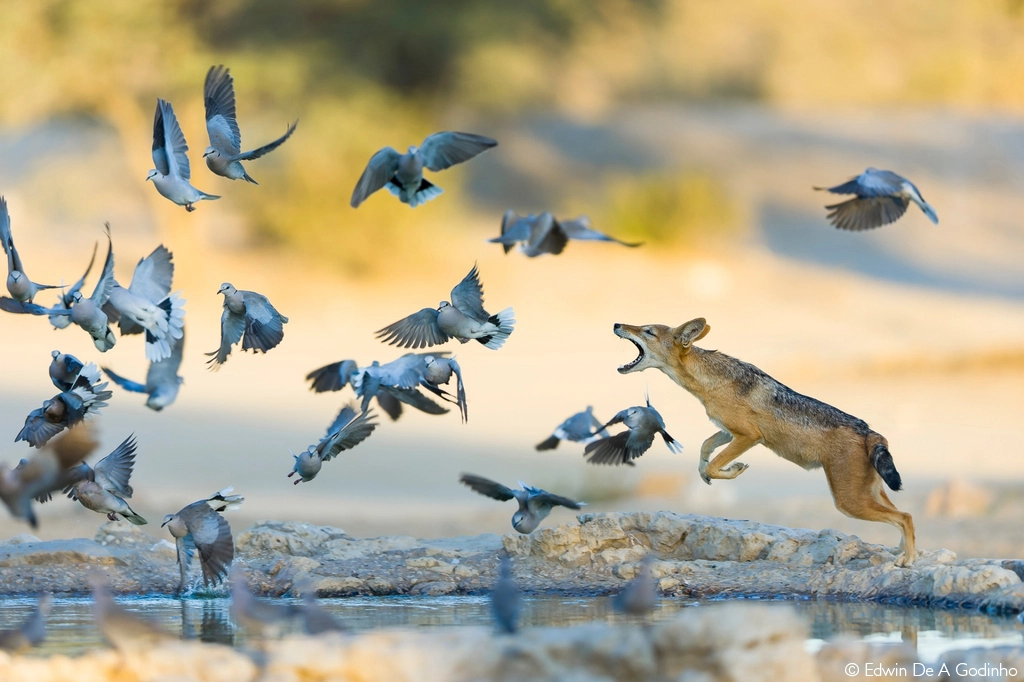 Photographer of the year 2026