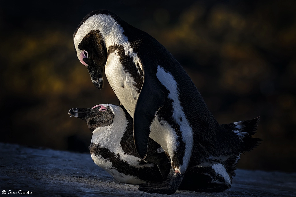 Photographer of the year