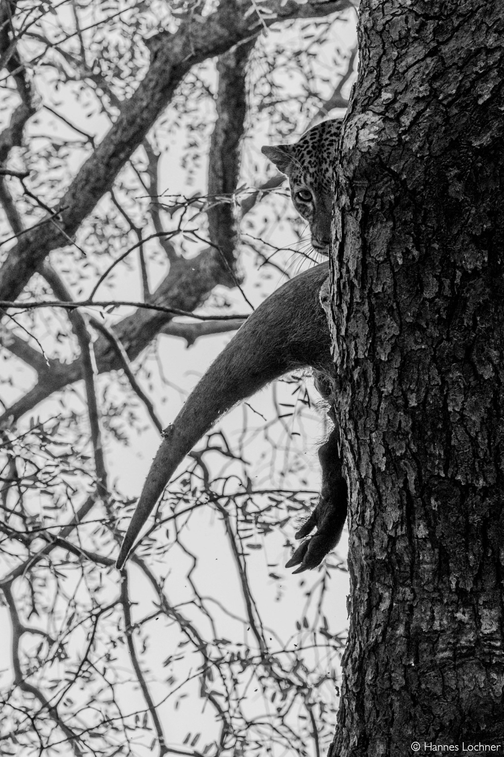 Africa Geographic safari