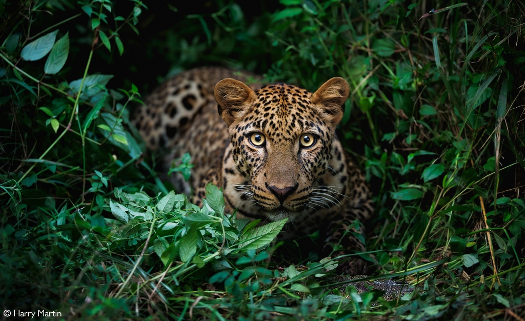 photographer of the year 2026