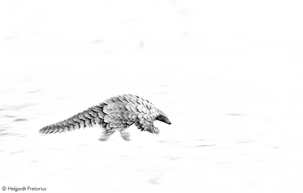 Africa Geographic safari