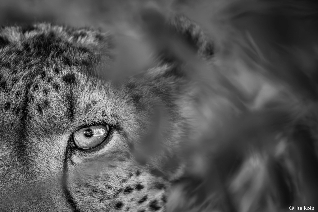 Photographer of the year 2026