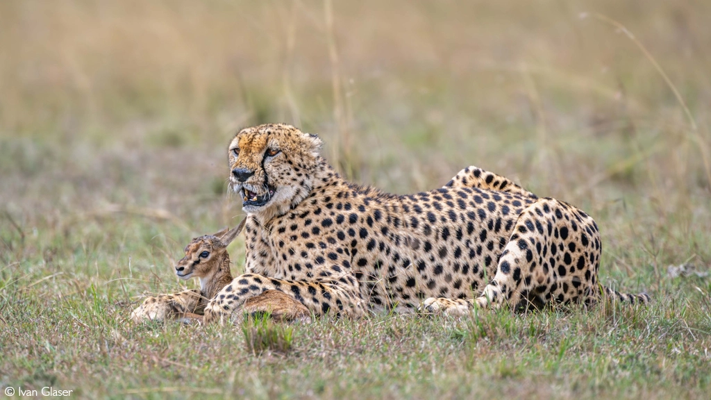 Africa Geographic safari