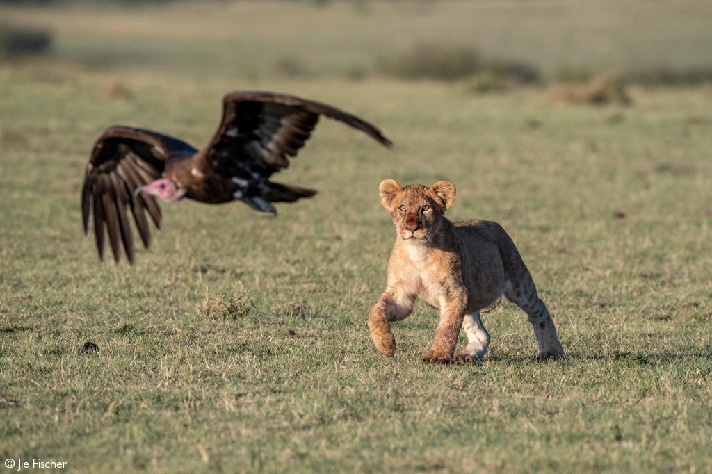 Africa Geographic safari