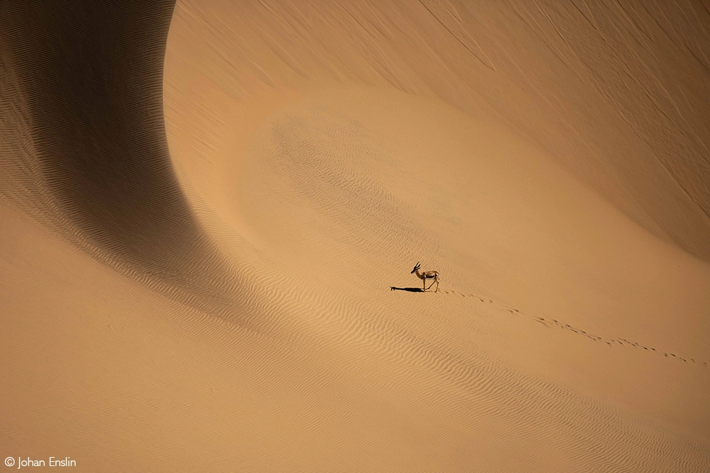 Photographer of the Year