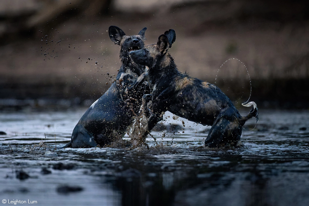 Africa Geographic safari