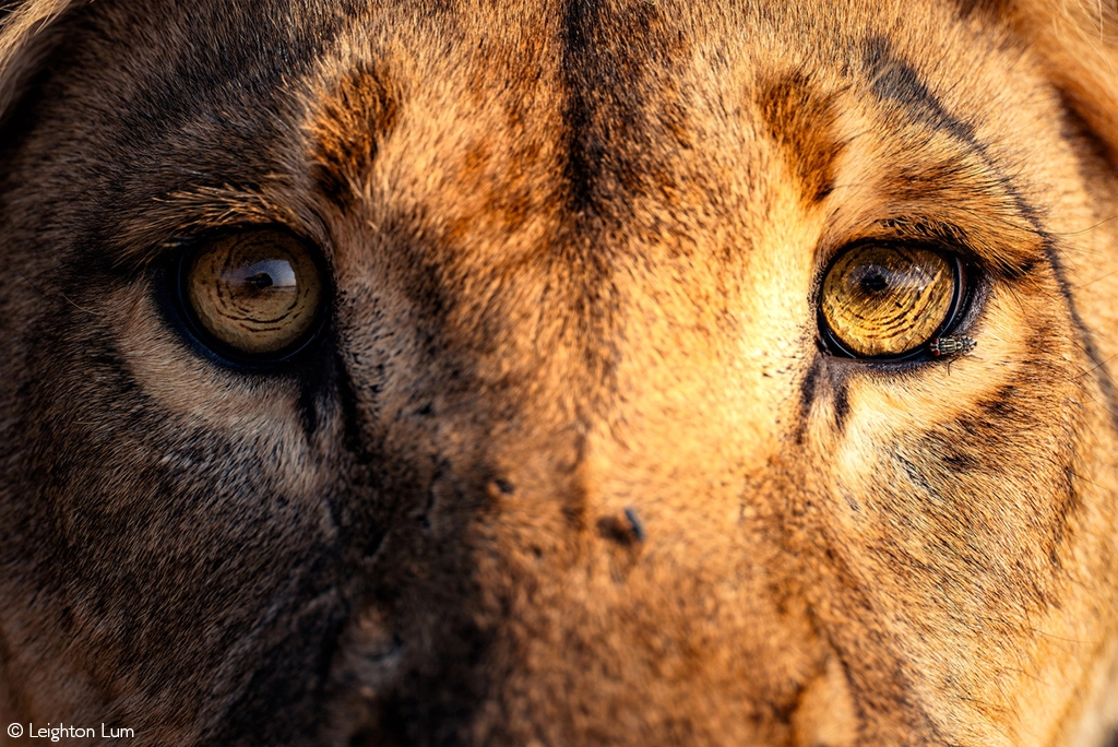 photographer of the year 2026