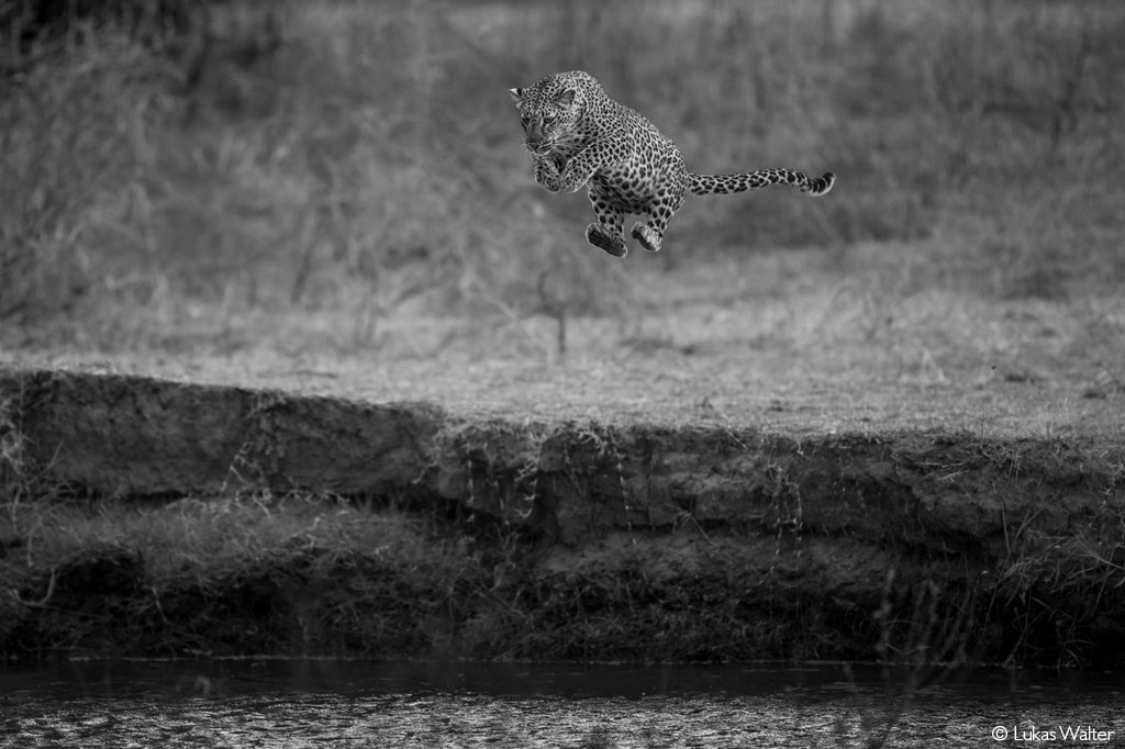 Africa Geographic safari