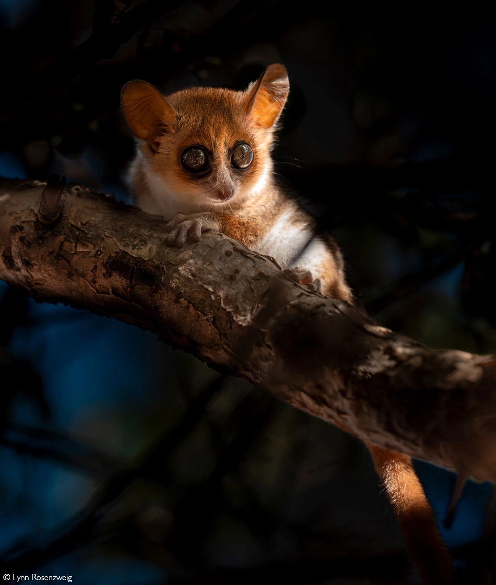 Africa Geographic safari