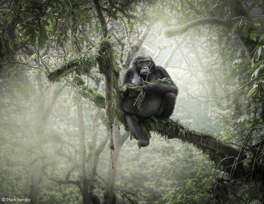 Photographer of the Year