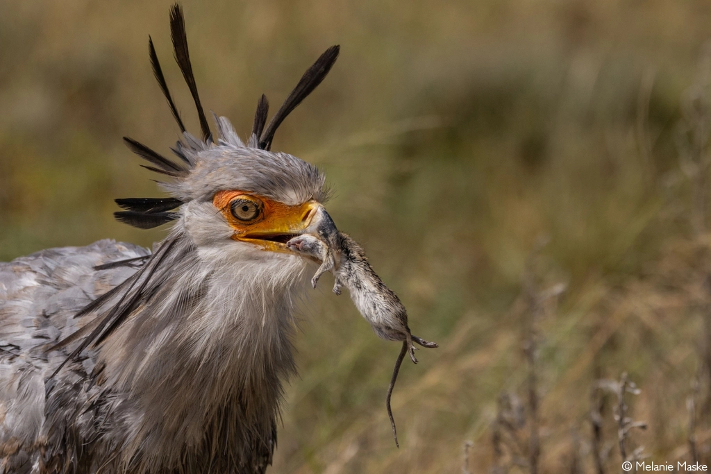 Photographer of the year 2026