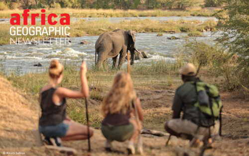 Tracking elephants on foot in Selous Game Reserve, Nyerere National Park. Tanzania.