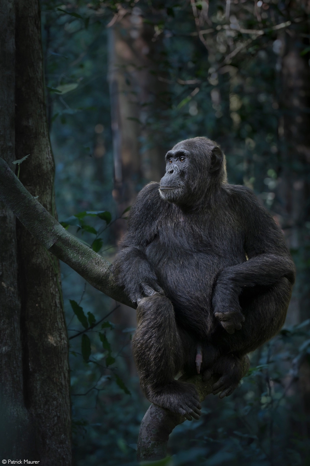 Africa Geographic safari