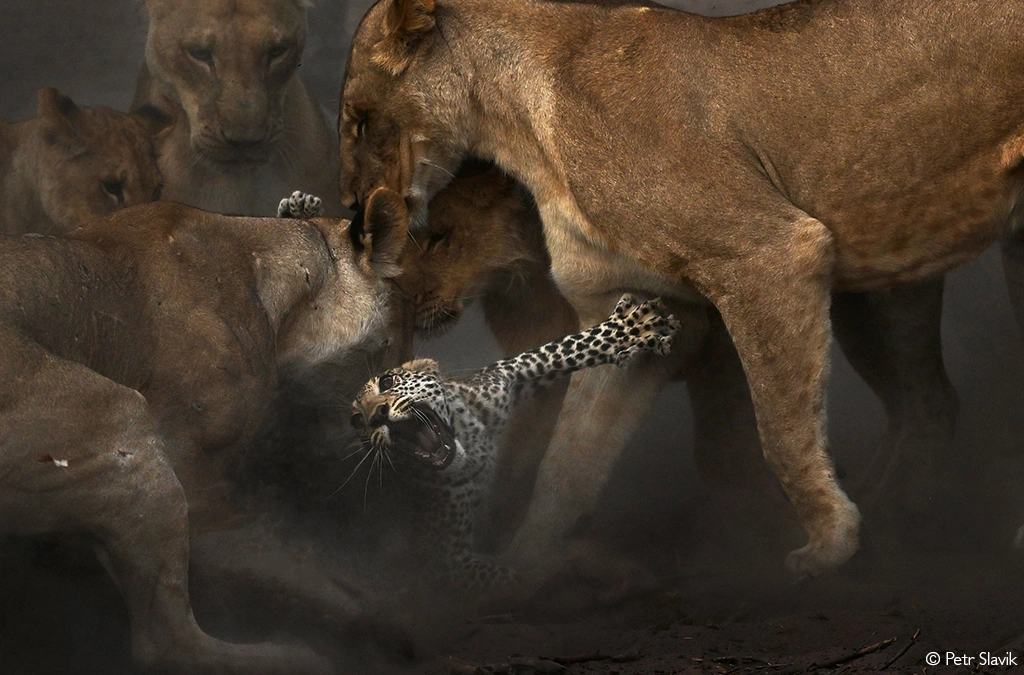 Photographer of the Year 2026