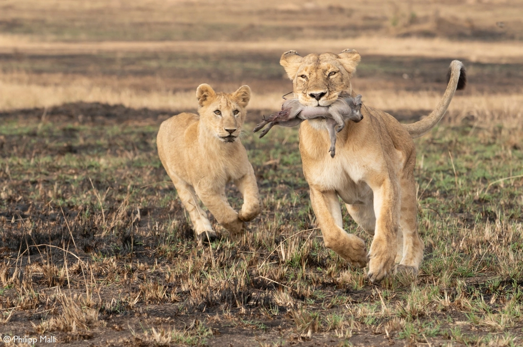 Africa Geographic safari 