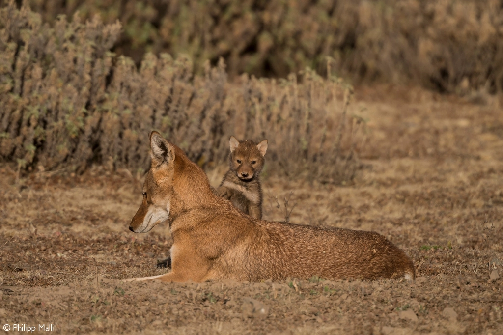 Africa Geographic safari