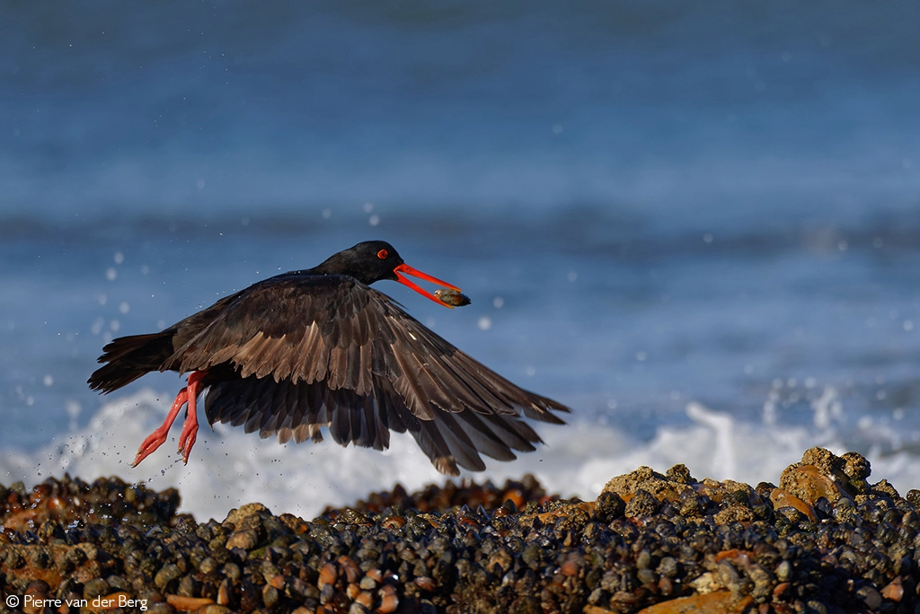 Photographer of the Year 2026