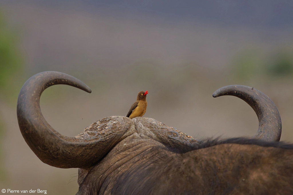 Photographer of the Year 2026