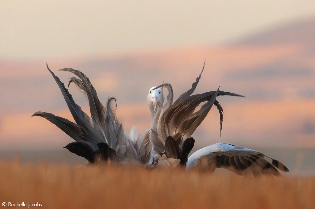 photographer of the year 2026