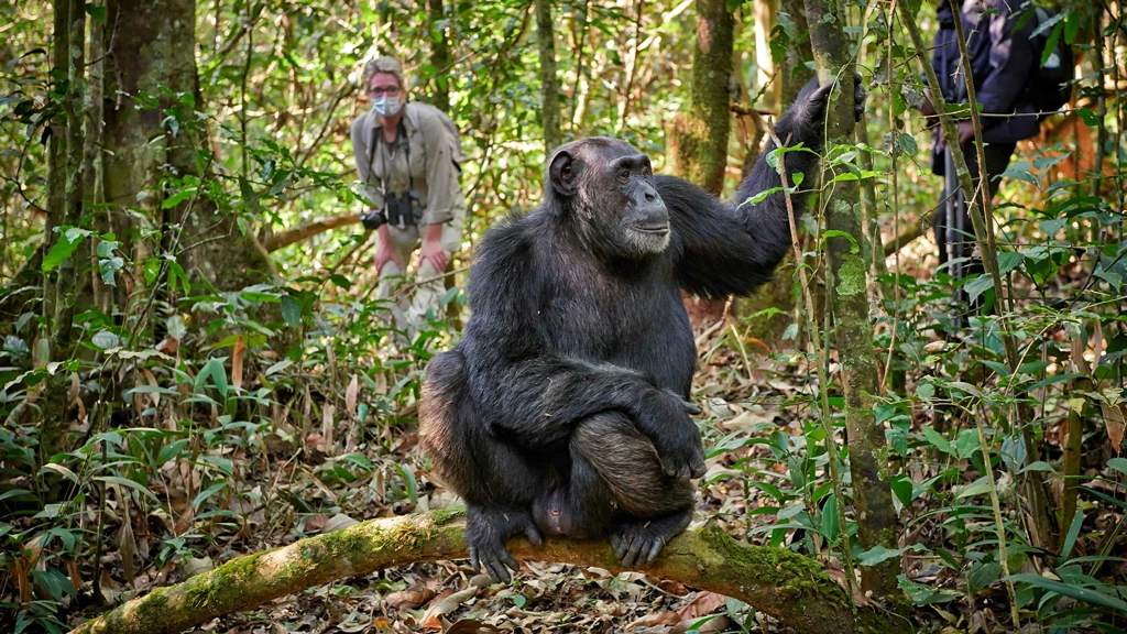 Ultimate chimpanzee trekking safari - 8 days