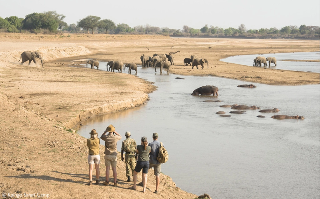 Ultimate South Luangwa - 8 days