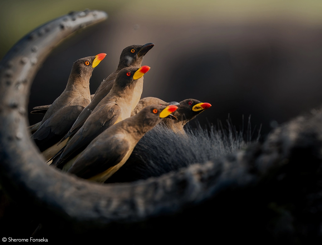 Photographer of the Year 2026