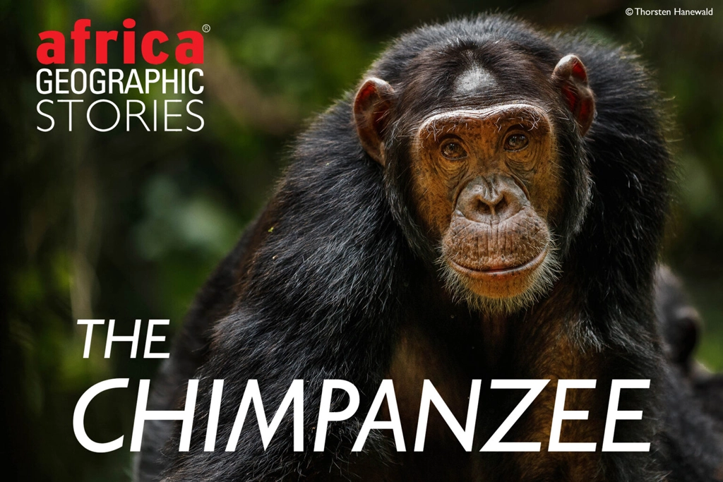 The chimpanzee