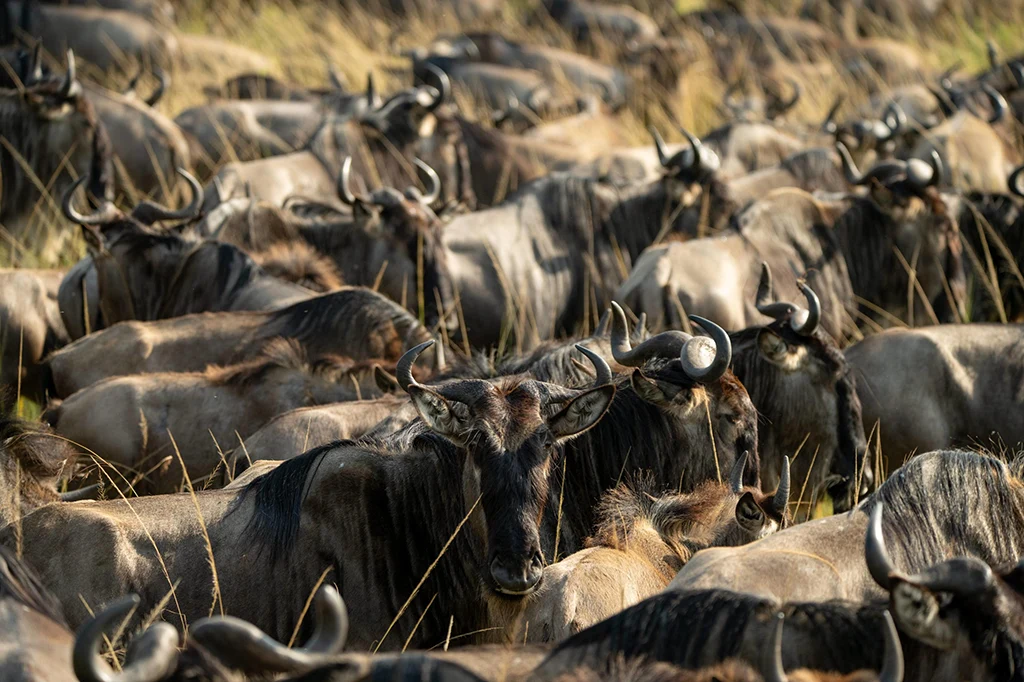 Wildebeest Migration