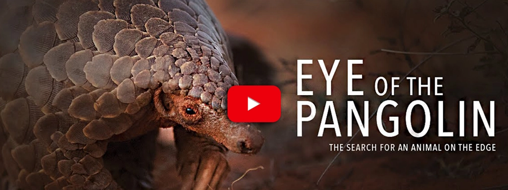 Eye of the Pangolin