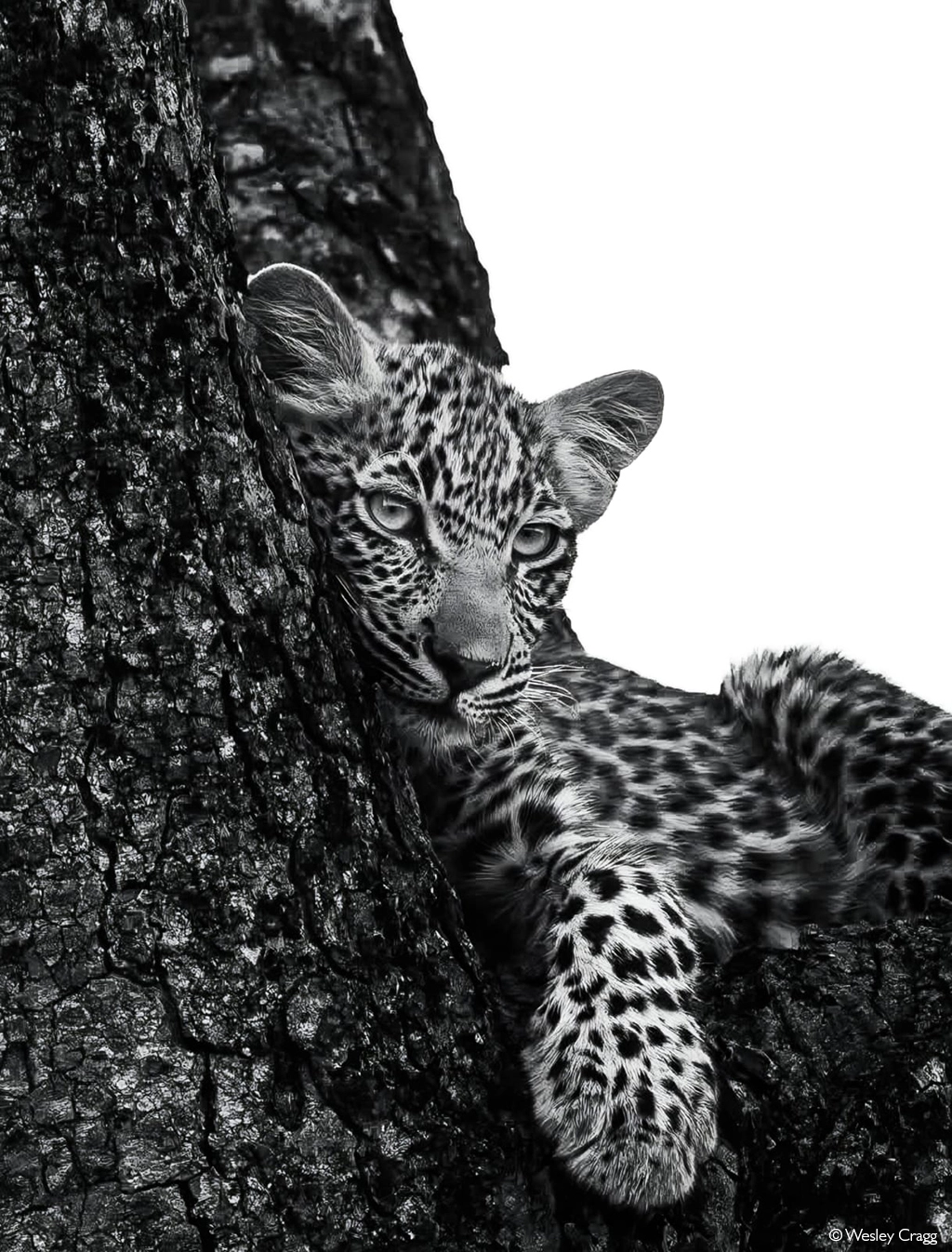 Photographer of the Year 2026