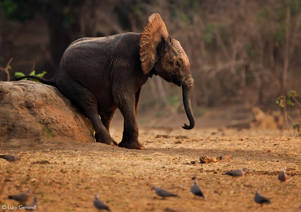 Africa Geographic safari
