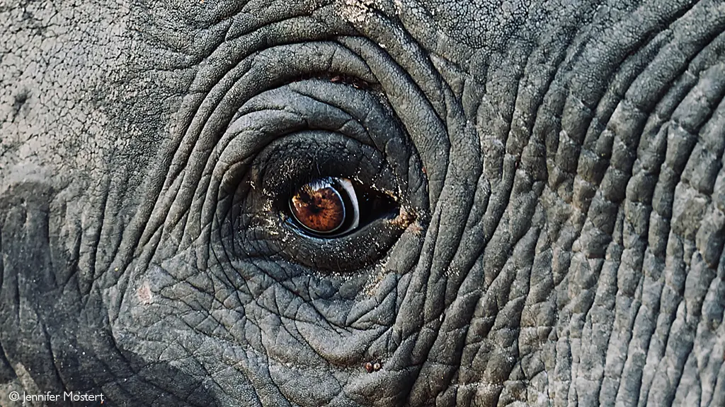 Tembe Elephant Park