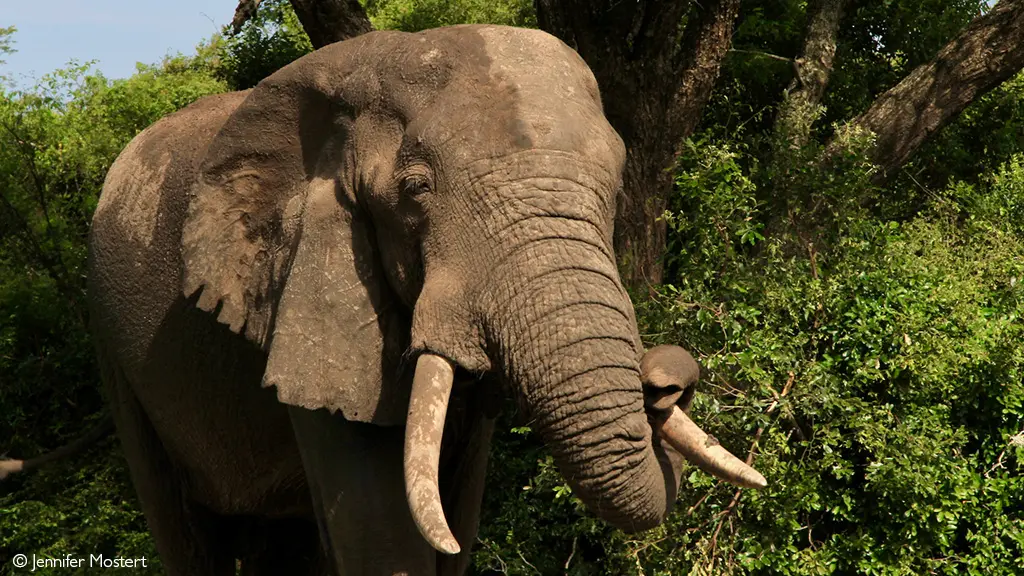 Elephant