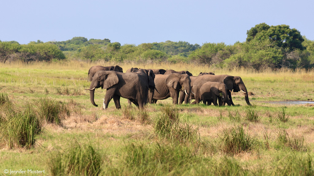 elephants KwaZulu Natal