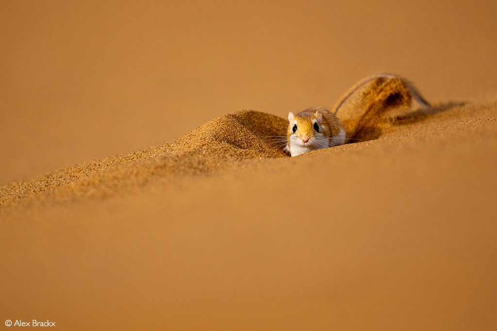 Photographer of the year 2026