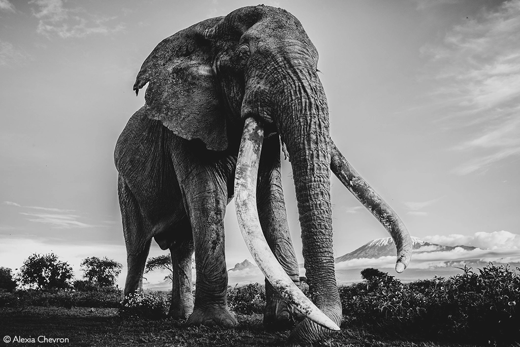 Africa Geographic safari