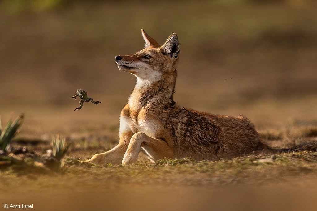 Africa Geographic safari