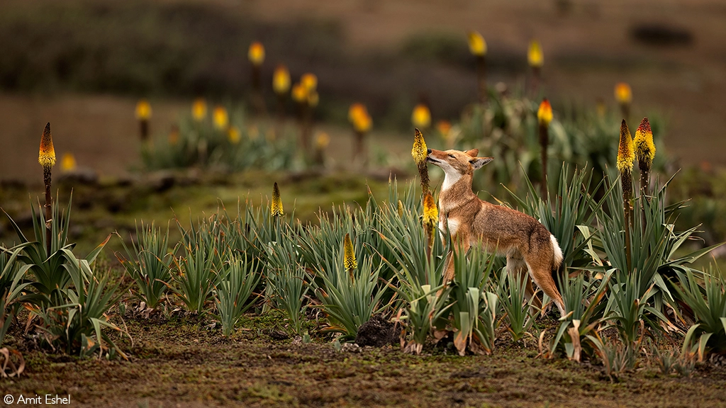 Africa Geographic safaris