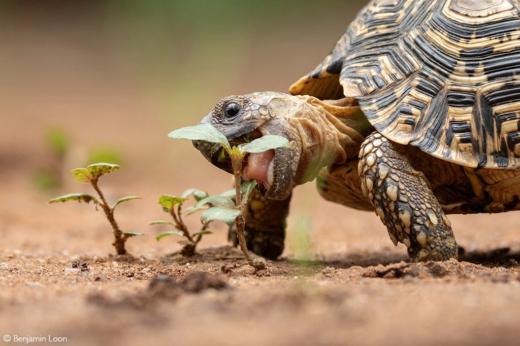 Africa Geographic safari