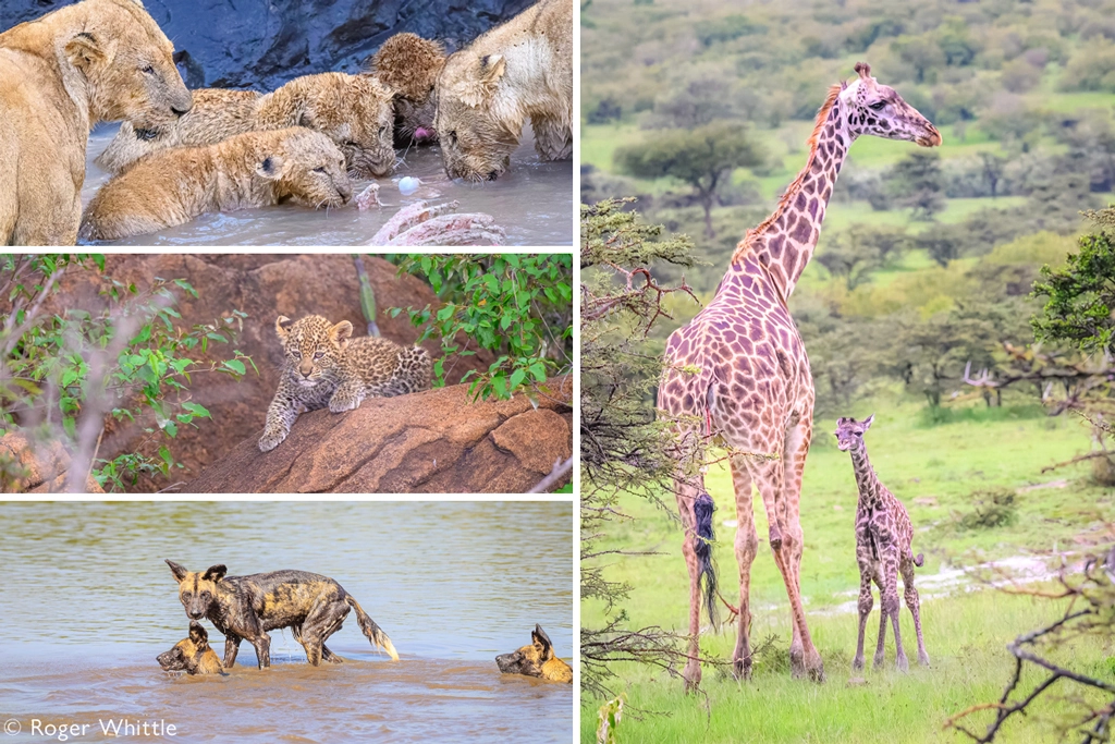 Our safari guests say